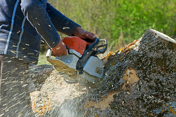 Best Root Management and Removal  in Oak Park Heights, MN